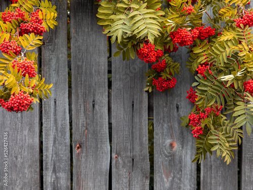 Vintage Autumn border from ashberry and fallen yellowed leaves on old wooden fence, Thanksgiving day concept, Fall composition. Top view, flat lay, copy space