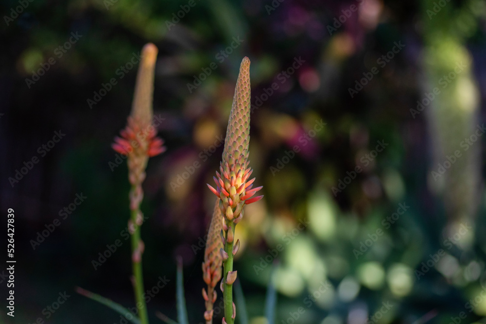 Foto de Immature flower of aloe arborescens, commonly called octopus