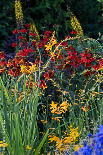 Close up of colourful flower border with Crocosmia Gold Fleece photo