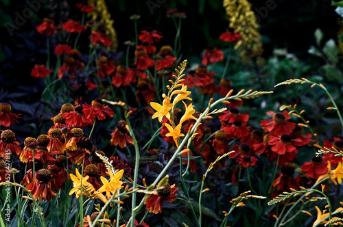 Close up of colourful flower border with Crocosmia Gold Fleece photo