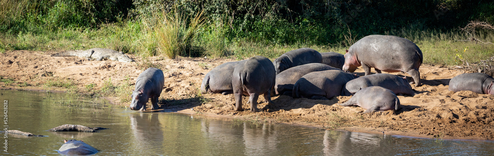 Panoramic view of common African hippos enjoying their wildlife on the shore of a lake in the African savannah, these amphibious animals are very dangerous and attractive for safaris. Panoramic view of common African hippos enjoying their wildlife on the shore of a lake in the African savannah, these amphibious animals are very dangerous and attractive for safaris.