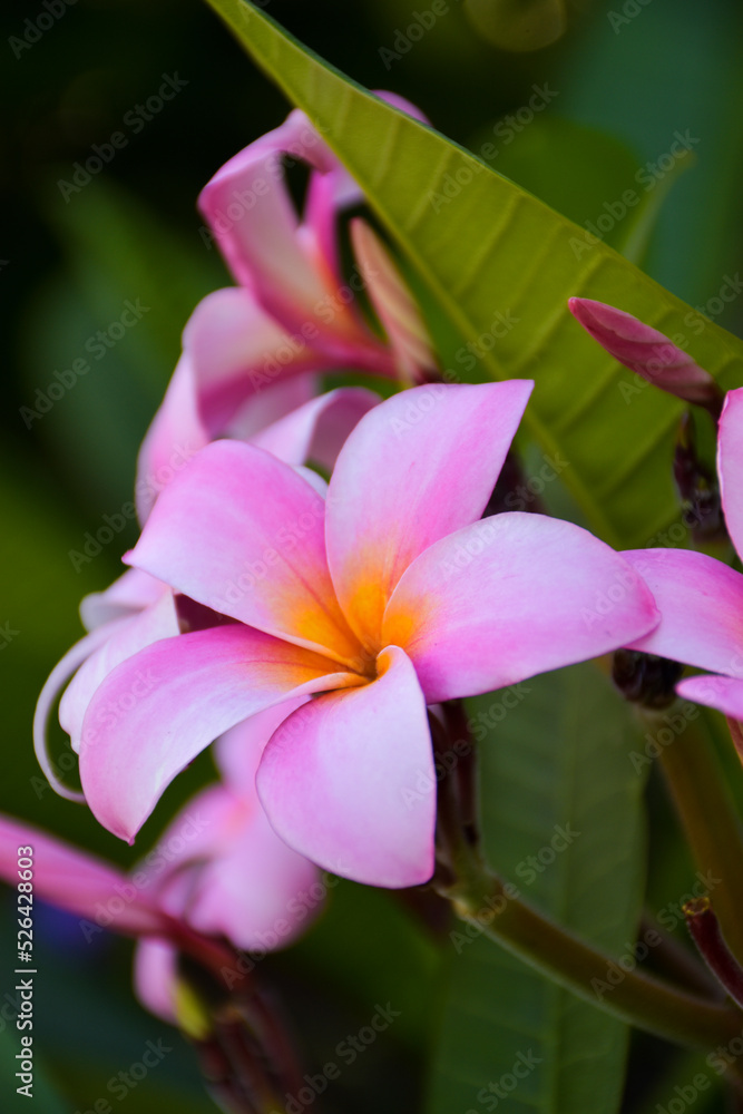 Pink frangipani flowers blooming  and sunlight bokeh soft blur