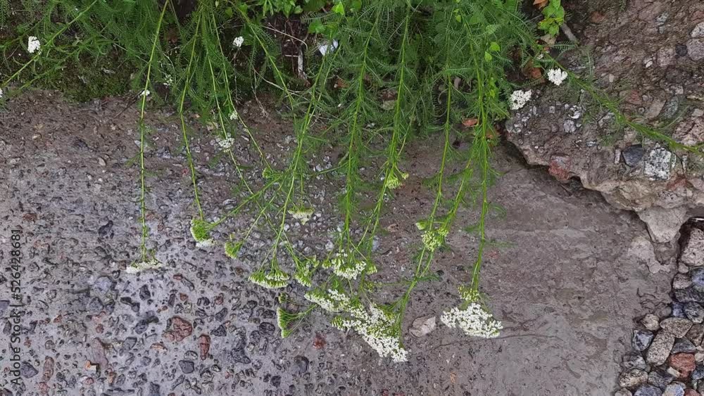 Stems of blooming yarrow under falling water on concrete surface Stems of blooming yarrow under falling water on concrete surface