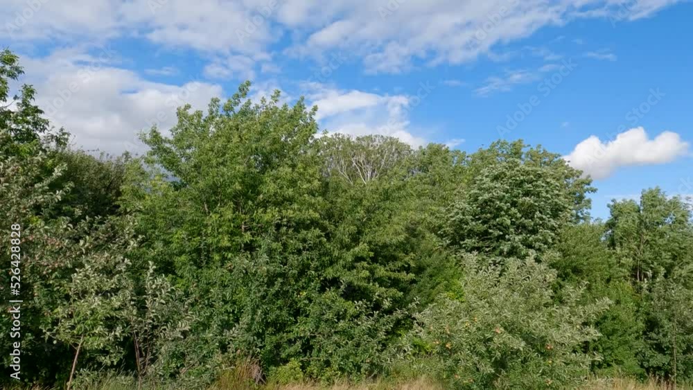 Different trees during a strong wind in summer Different trees during a strong wind in summer