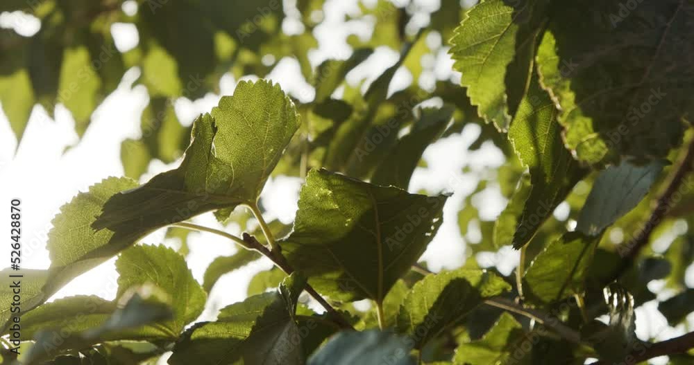 Abstract - Rich green leaves of a tree waving in wind with Sun shining through. Abstract slow motion Abstract - Rich green leaves of a tree waving in wind with Sun shining through. Abstract slow motion