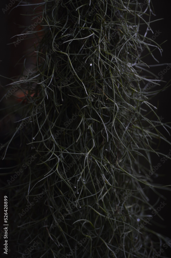 Spanish Moss Plant (Tillandsia usneoides) Stock Photo Adobe Stock