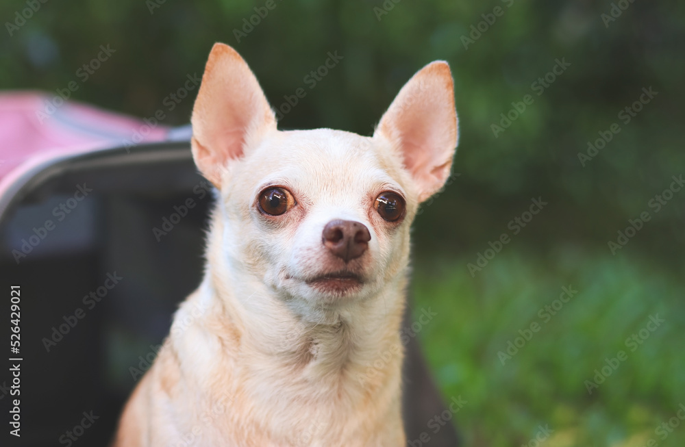 brown  Chihuahua dog sitting in front of pink fabric traveler pet carrier bag on green grass in the garden,  looking  at camera, ready to travel. Safe travel with animals.