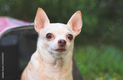  brown  Chihuahua dog sitting in front of pink fabric traveler pet carrier bag on green grass in the garden   looking  at camera  ready to travel. Safe travel with animals.