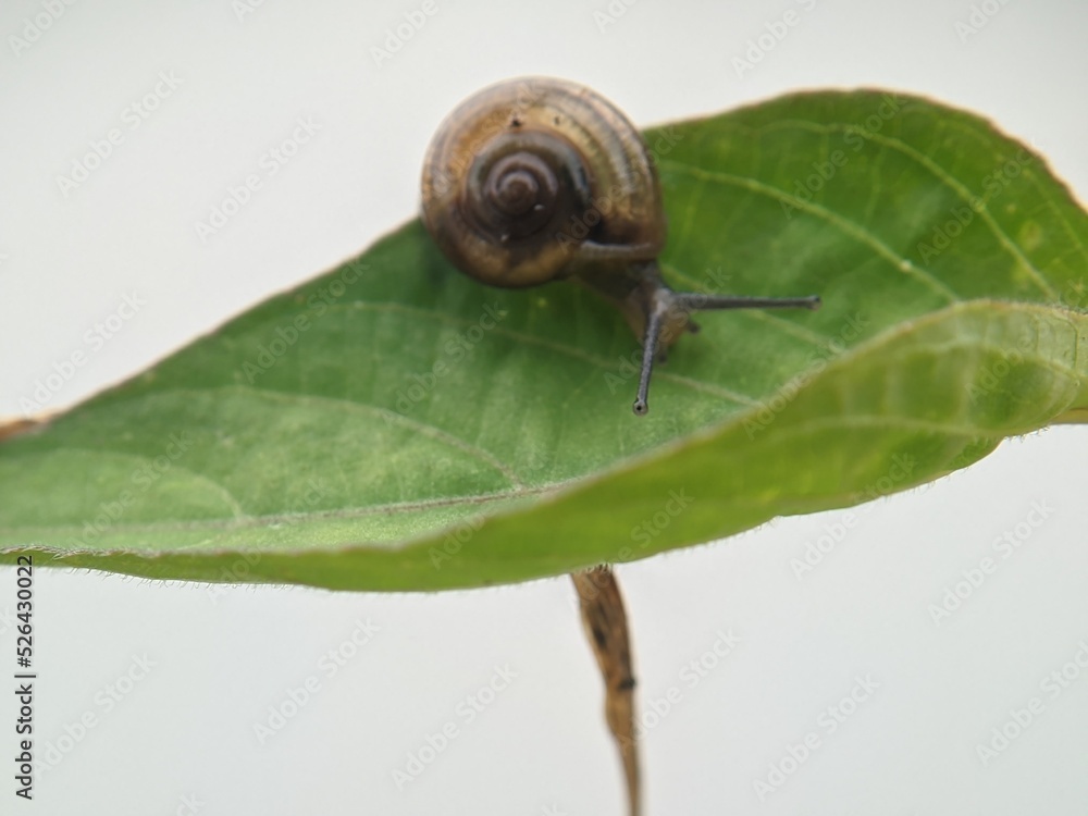 Snail on leaf in the morning with white background, macro photography Snail on leaf in the morning with white background, macro photography