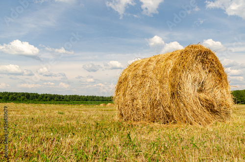 Round bales of straw on the field against the blue sky with clouds, autumn harvest landscape