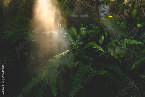 nature outdoor tropical gar...