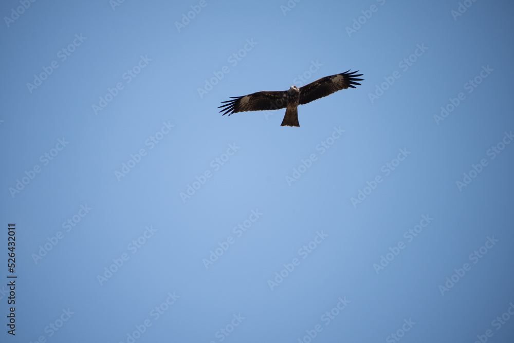 Single eagle flying high in clear sky during daytime Single eagle flying high in clear sky during daytime