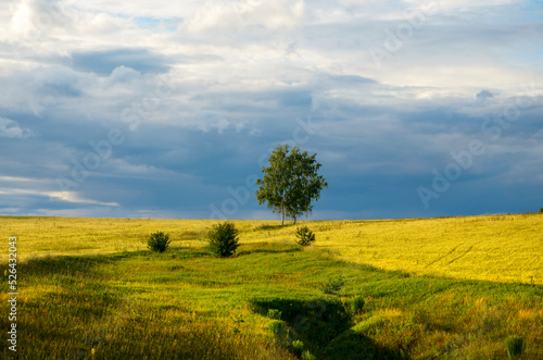 Lone birch tree in wheat field