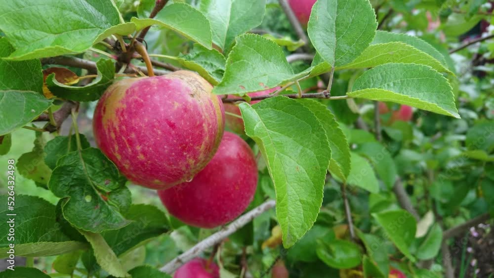 Apple tree with ripe red apples, blurred background Apple tree with ripe red apples, blurred background