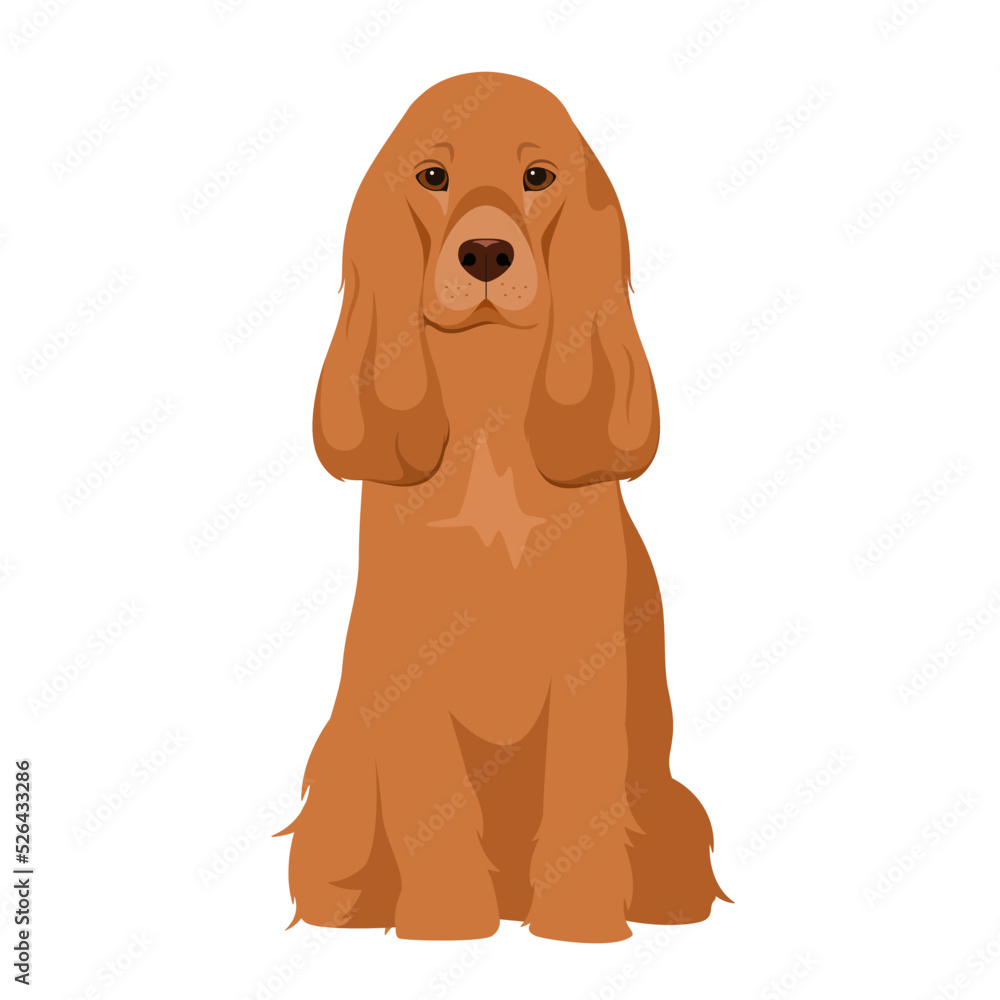 Cocker spaniel on a white background. Cartoon design.
Cocker spaniel on a white background. Cartoon design.