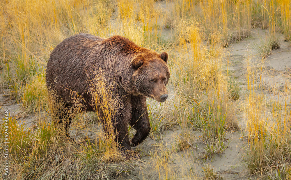 Brown bear (Ursus arctos) walking in tall grass