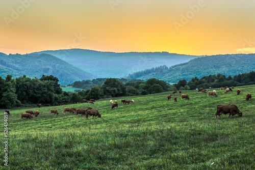 Herd of grazing cows on the field. Evening mountain landscape after sunset with a beautiful colorful sky. Protected area Vrsatec, Slovakia. photo