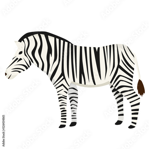 Zebra in flat style isolated on white background