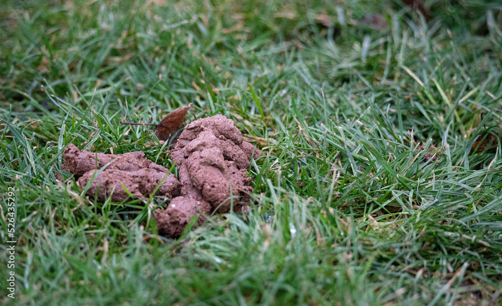 Dog poop on the lawn. Animal waste in the city. Cleaning up dog poop. Stock Photo Adobe Stock