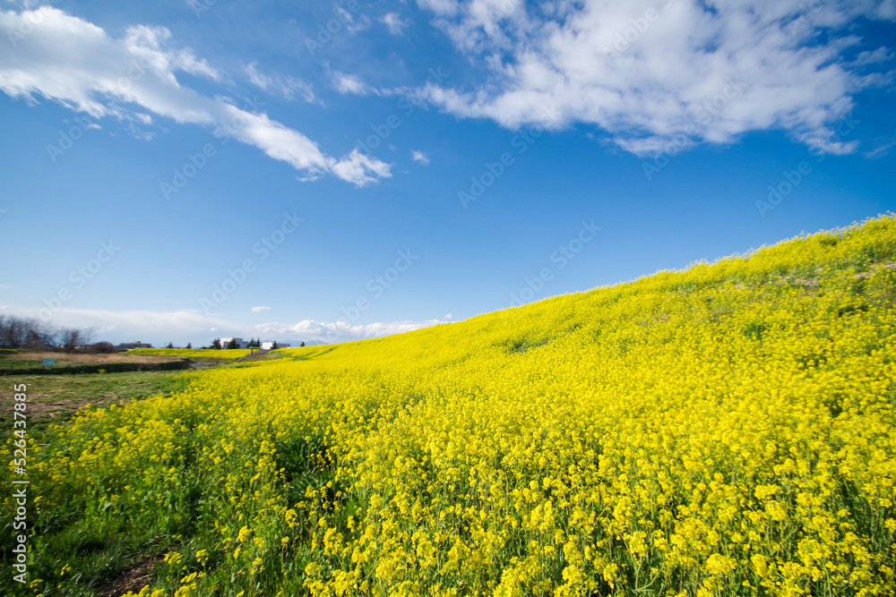Obraz premium 一面に広がる菜の花