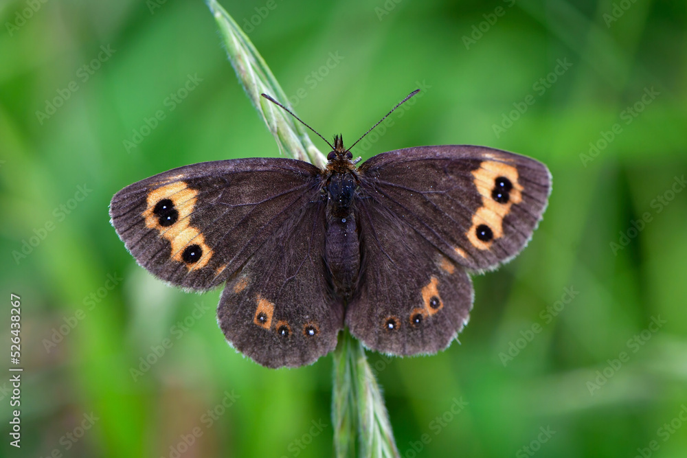 Obraz premium 晩夏の湯ノ丸高原でマツムシソウやマルバダケブキに訪れる高山蝶のベニヒカゲ