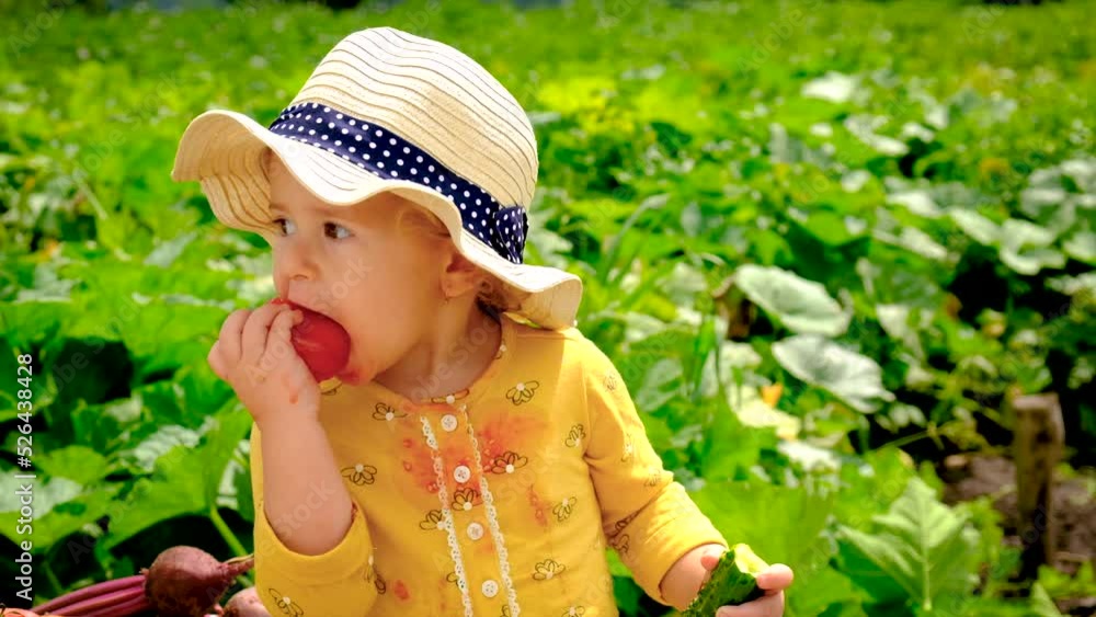 Child in the vegetable garden. selective focus. Child in the vegetable garden. selective focus.