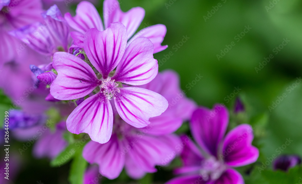 Beautiful purple flowers in the park. Beautiful purple flowers in the park.