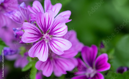 Beautiful purple flowers in the park.