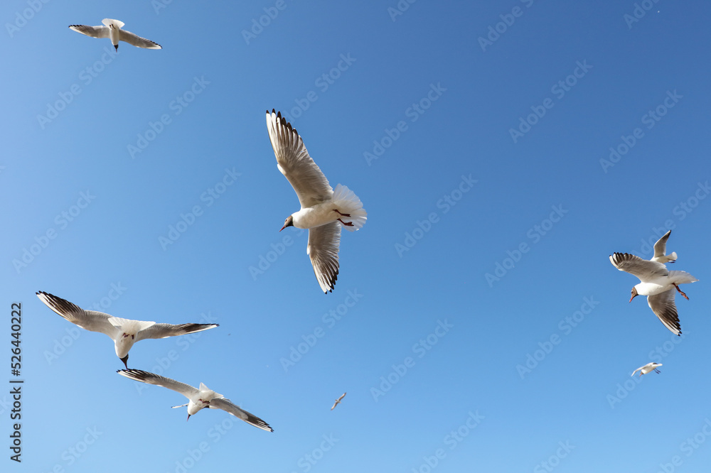 Obraz premium A flock of seagulls in flight against a sky.