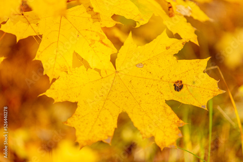 Yellow maple leaves in the forest in autumn.