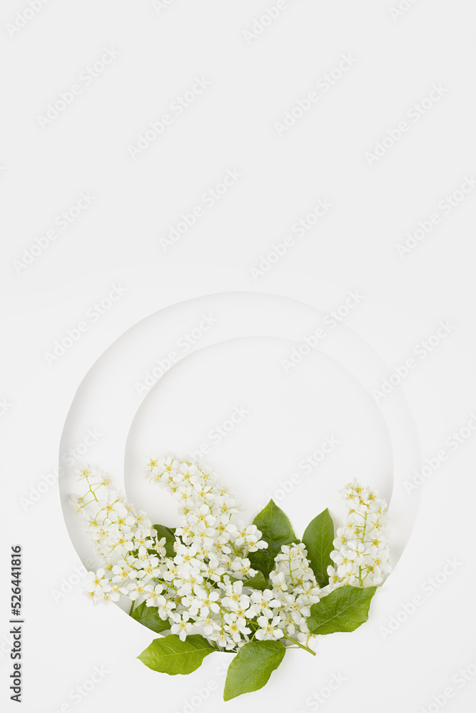 Summer white circle blank nich for text template with white bird cherry flowers on white, vertical, copy space. Romantic floral background for advertising, branding identity, greeting card.