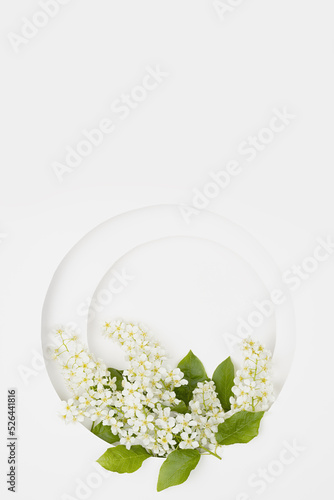 Summer white circle blank nich for text template with white bird cherry flowers on white, vertical, copy space. Romantic floral background for advertising, branding identity, greeting card. photo