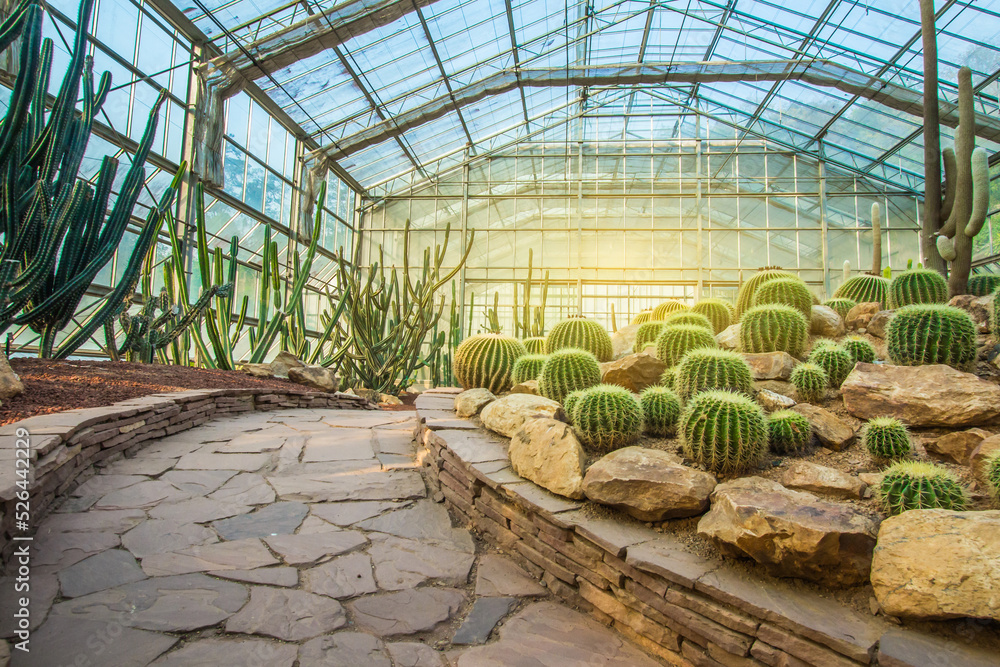 cactus in a glass greenhouse for protection