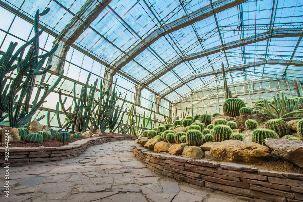 cactus in a glass greenhouse for protection