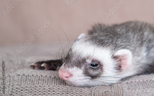 Gray-black sable ferret Domestic ferret concept. Exotic pet care concept. Isolated on background