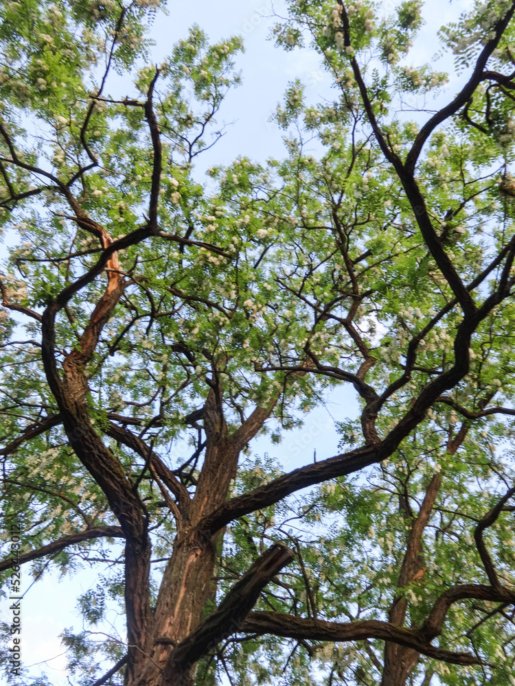 tree in spring