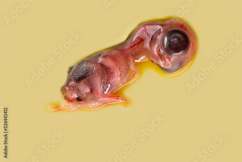 Unborn embryo of chicken isolated in studio