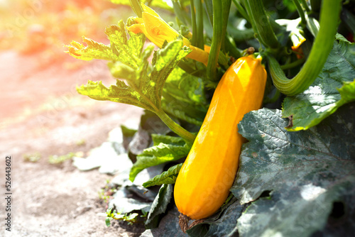 yellow zucchini grows on a bush on a sunny day. growing zucchini