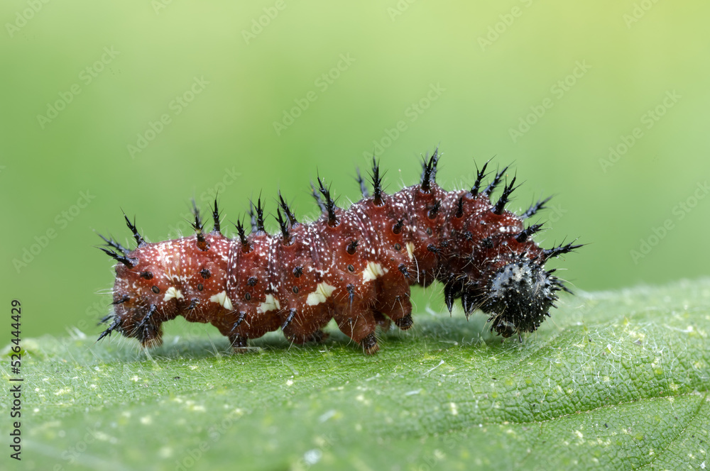 Fotografie Admiral Raupe - Vanessa atalanta