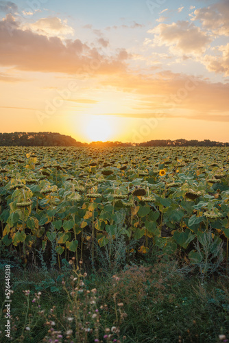 field of sunflowers on a background sunset