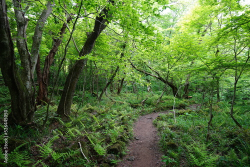 fine pathway through old trees