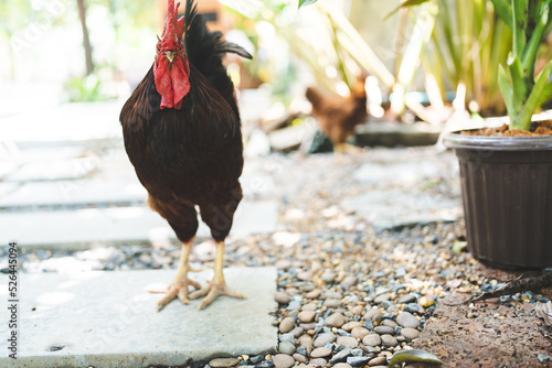 Hen flying and picking on g...