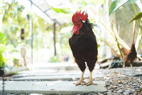 Hen flying and picking on g...