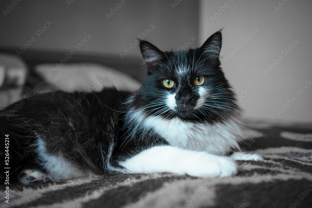 black and white domestic cat lying on sofa 