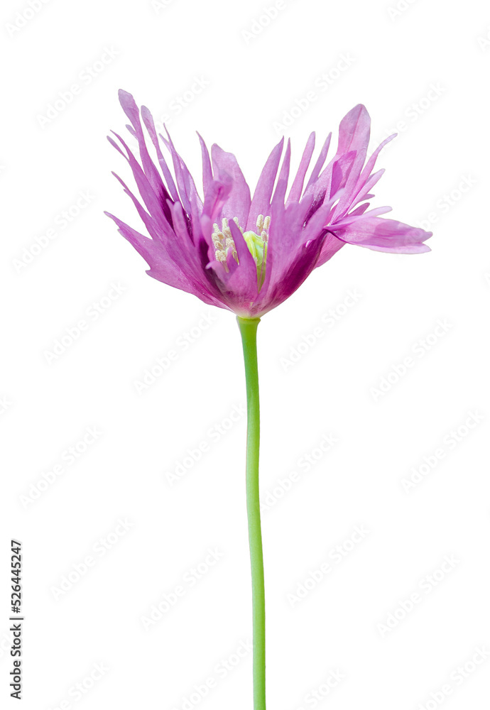 Pink purple poppy flower isolated on black background