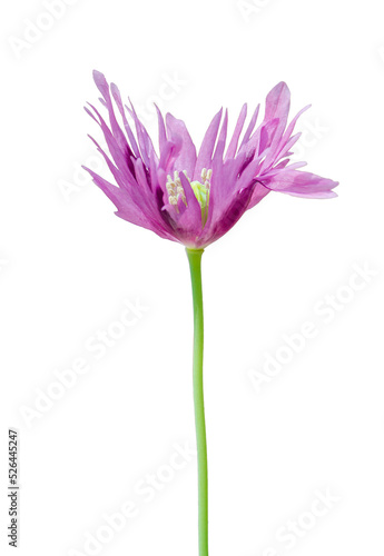 Pink purple poppy flower isolated on black background