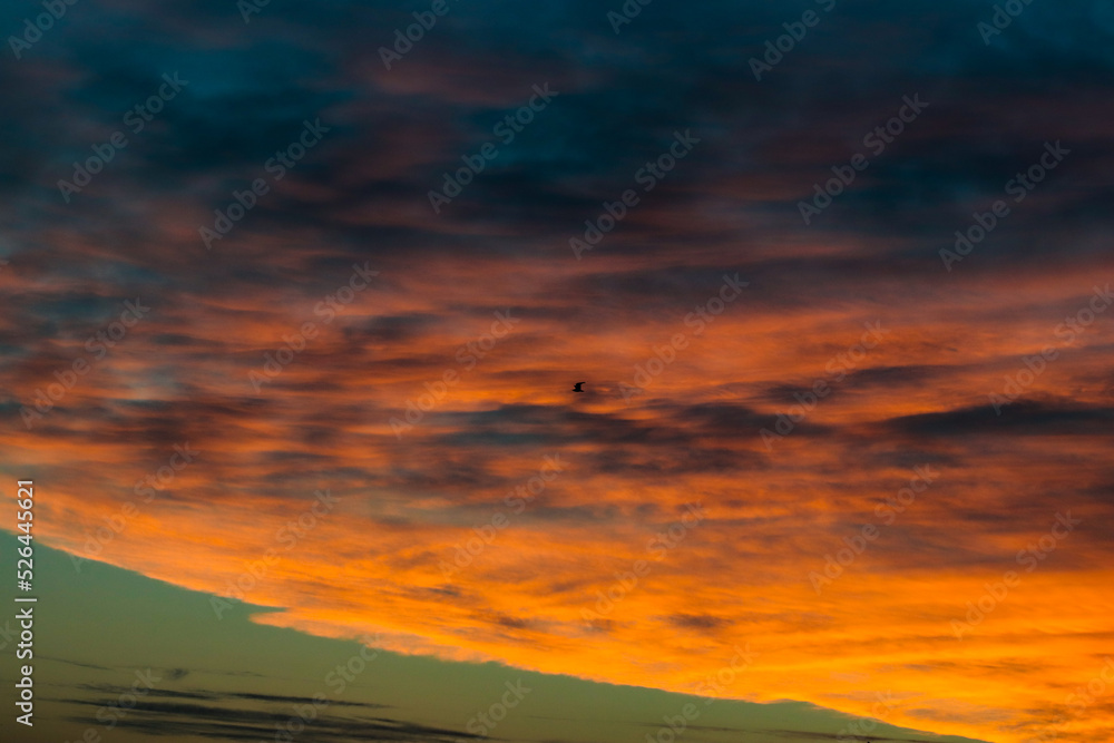 seagull silhouette flying in a orange sunset sky
