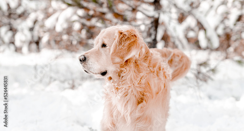 Golden retriever dog in winter time © tan4ikk