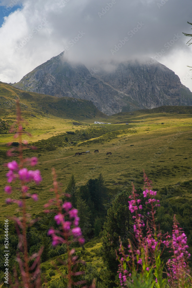 Dolomites hills and flowers