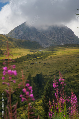 Dolomites hills and flowers